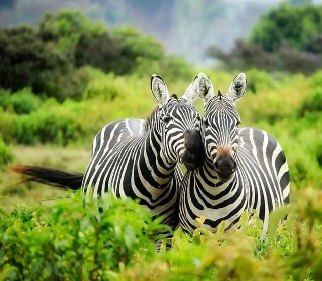 8 DAYS LIFE TIME EXPERIENCE TANZANIA SAFARI (from 2700$/person)