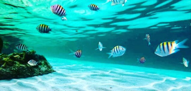 MNEMBA ISLAND TOURS