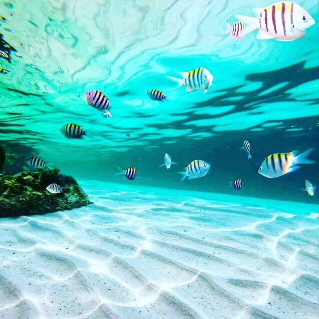 MNEMBA ISLAND TOURS