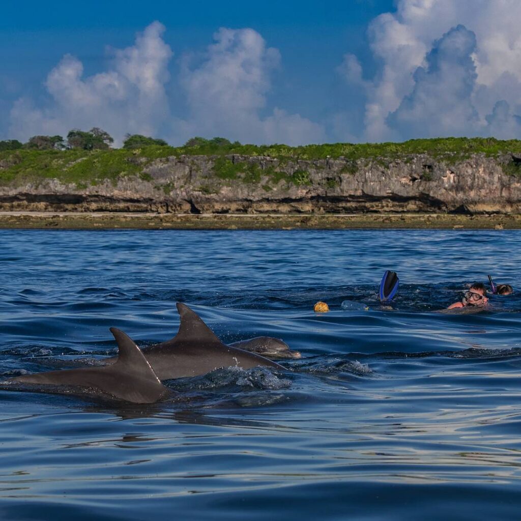 Best Zanzibar Dolphin Tours
