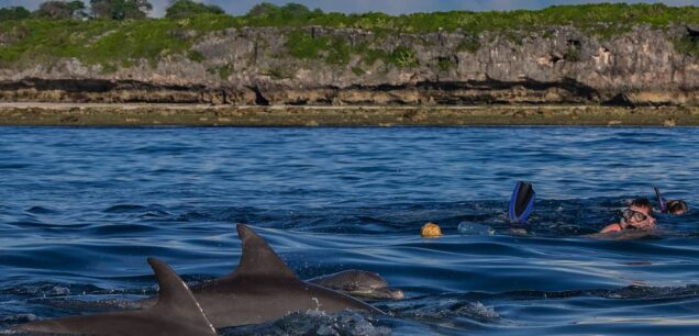 DOLPHIN TOURS