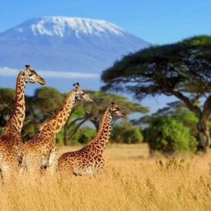 6 Days Safari
